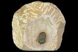 Pseudocryphaeus (Cryphina) Trilobite - Lghaft, morocco #153906-1